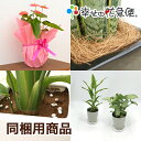 同梱用商品【植物用】