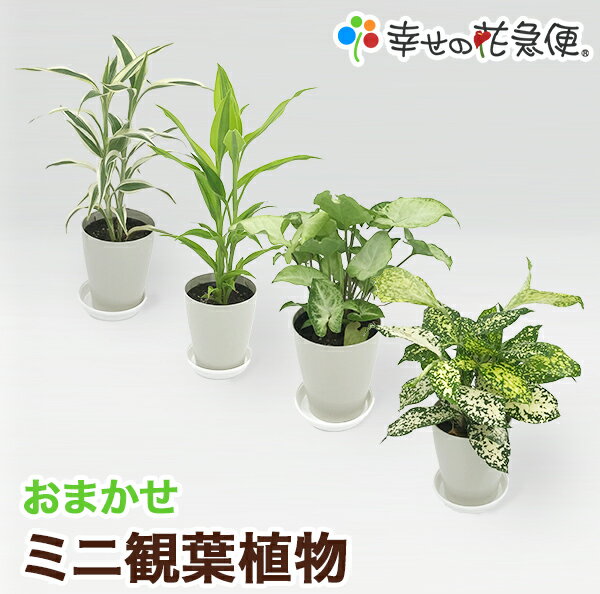 ミニ観葉植物【同梱用】1鉢700円※