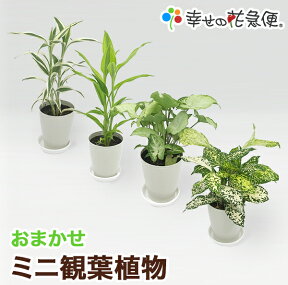 ミニ観葉植物【同梱用】1鉢700円※鉢・土のみとの同梱不可