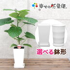 観葉植物 フィカス・ウンベラータ6号プラスチック鉢　高さ約60cm【人気 おすすめ 卓上 法人 贈り物 開店祝い 開業祝い 新築祝い 引越し祝い インテリア シンプル モダン 高級 おしゃれな植木鉢 送料無料 オフィス 店舗 事務所 】