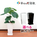 観葉植物 フィカス・ウンベラータ7号角高陶器鉢|高さ約90cm【人気 おすすめ 大型 法人 贈り物 開店祝い 開業祝い 新築祝い 引越し祝い インテリア シンプル モダン 高級 おしゃれな植木鉢 送料無料 オフィス 店舗 事務所 】