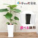 観葉植物 フィカス ウンベラータ6号鉢 高さ約65～75cm【人気 おすすめ 卓上 法人 贈り物 開店祝い 開業祝い 新築祝い 引越し祝い インテリア シンプル モダン 高級 おしゃれな植木鉢 送料無料 オフィス 店舗 事務所 】