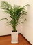 観葉植物 アレカヤシ8号陶器鉢(白) 高さ約1.2m【大型 開店祝い 新築祝い 誕生日プレゼント 引越し祝い インテリア スクエア おしゃれな植木鉢 送料無料】【smtb-ms】