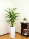 観葉植物 アレカヤシ8号鉢 |高さ約120~130cm【人気 おすすめ 大型 法人 贈り物 開店祝い 開業祝い 新築祝い 引越し祝い インテリア シンプル モダン 高級 おしゃれな植木鉢 送料無料 オフィス 店舗 事務所 】