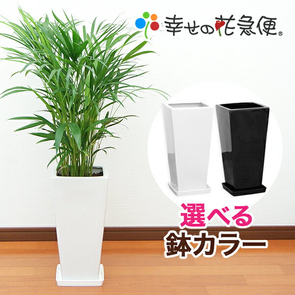 観葉植物 アレカヤシ7号鉢 |高さ約80～100cm