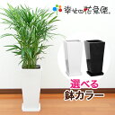 観葉植物 アレカヤシ7号鉢 |高さ約80