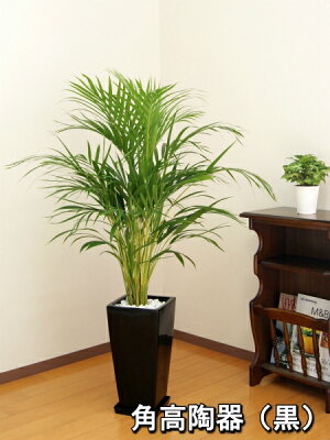 風水に良い運気を上げる観葉植物おすすめ15選 場所や置く方角含めてご紹介 暮らし の 風水に良い運気を上げる観葉植物おすすめ15選 場所や置く方角含めてご紹介 暮らし の
