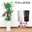 観葉植物 寄せ植え(幸福の木)8号角高陶器鉢|(白黒) 高さ約1.3m【大型 開店祝い 新築祝い 誕生日プレゼント 引越し祝い インテリア おしゃれな植木鉢 送料無料アイビー ヘデラ】【smtb-ms】