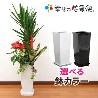 観葉植物 寄せ植え 8号高陶器鉢 高さ約130cm【人気 おすすめ 大型 法人 贈り物 開...