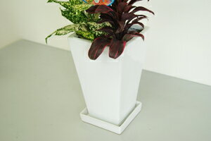 観葉植物 寄せ植え(オーガスタ)6号角陶器鉢 |高さ約65cm【開店祝い 新築祝い 誕生日プレゼント 引越し祝い インテリア おしゃれな植木鉢 送料無料】【smtb-ms】