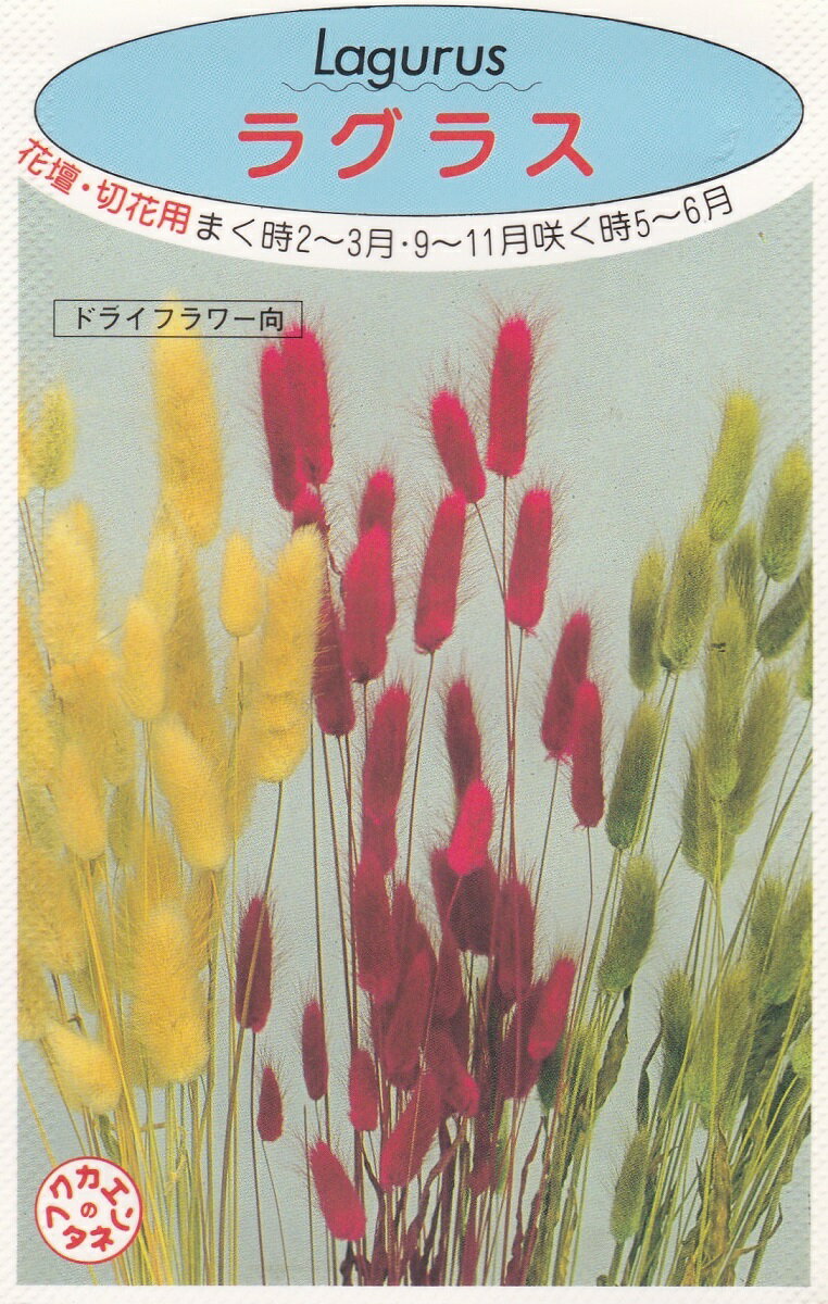 ラグラス 【種子】福花園種苗