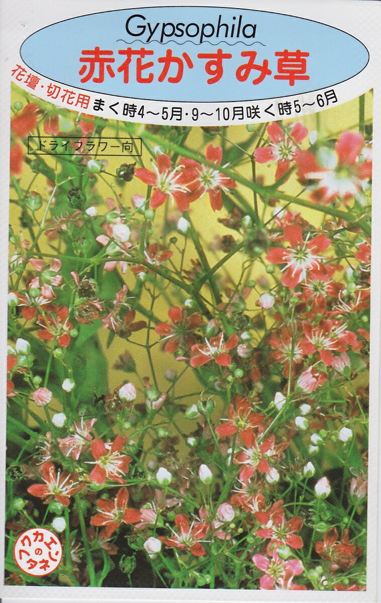 赤花かすみ草【種子】福花園種苗