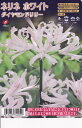 ネリネ ホワイト ダイヤモンドリリー 1球入【球根】福花園種苗