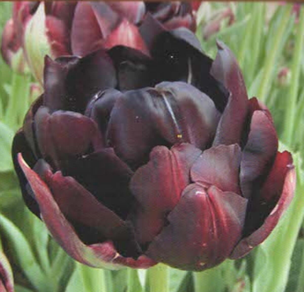 【秋植え球根】チューリップブラックヒーロー 3球 福花園種苗