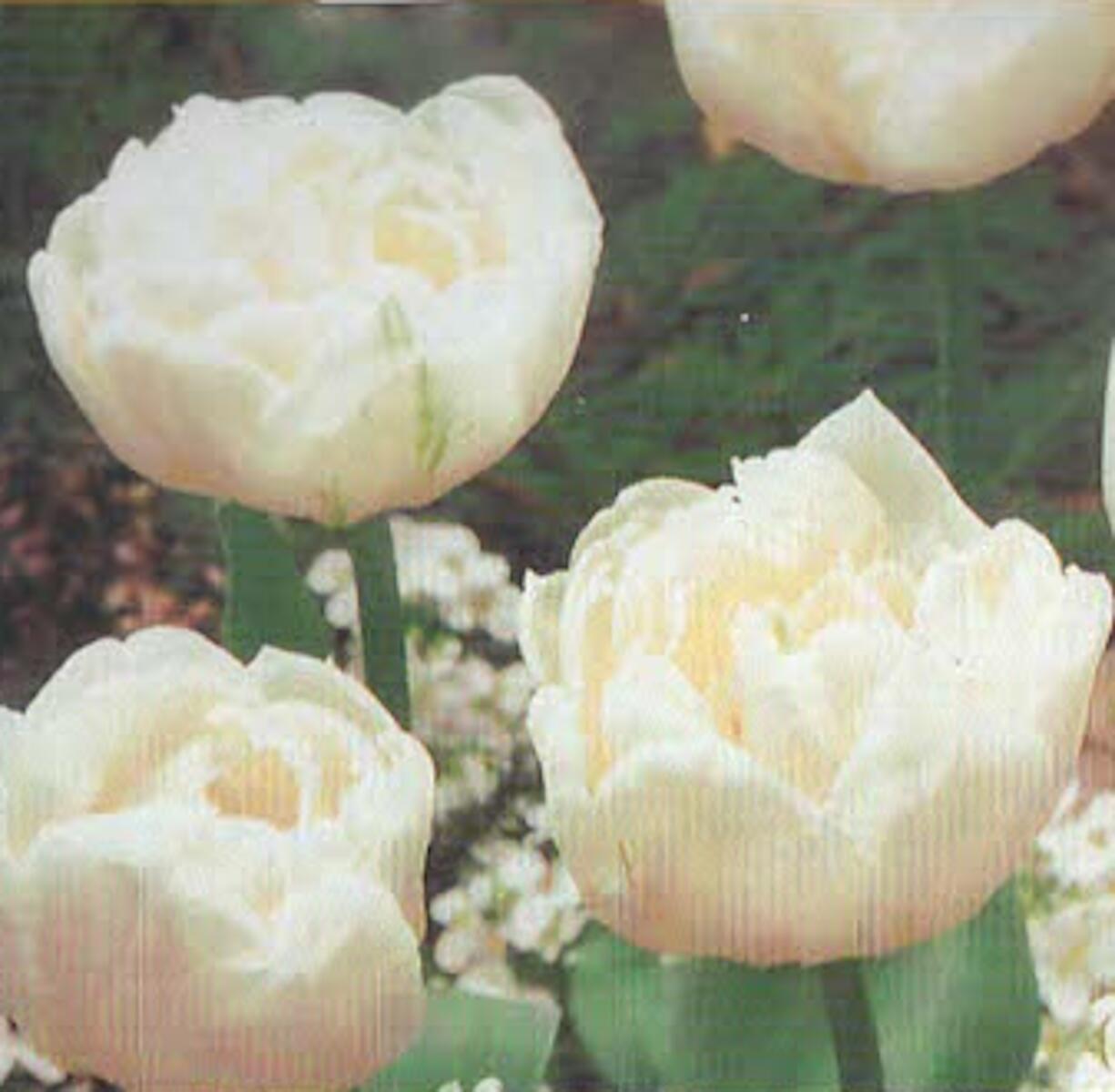 【秋植え球根】チューリップマウントタコマ 3球 福花園種苗