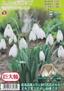 スノードロップ マウントエベレスト 2球【球根】福花園種苗