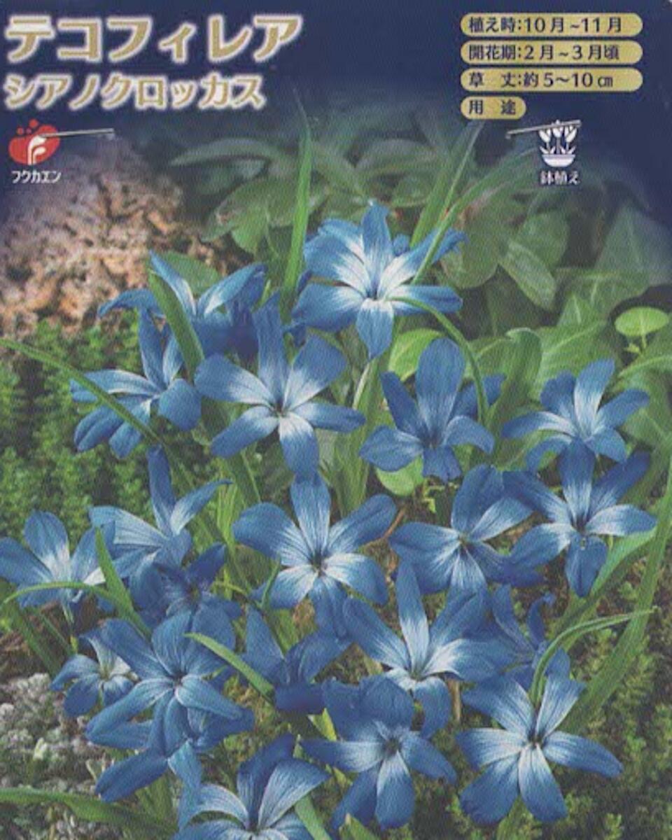 テコフィレア クロッカス球根【シアノクロッカス】2球秋植え球根 美しい青い花をあなたの庭に