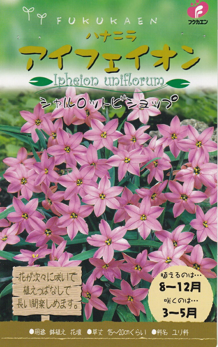 【秋植え球根】ハナニラ アイフェイオンシャルロットビショップ5球