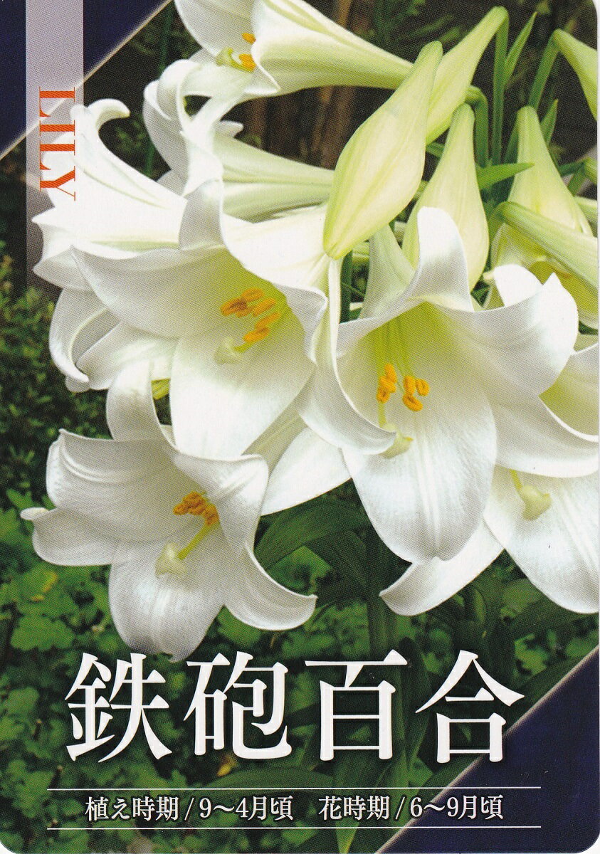 百合 ユリ の花言葉 黒百合が怖い意味を持つって本当 色別の意味をご紹介 暮らし の