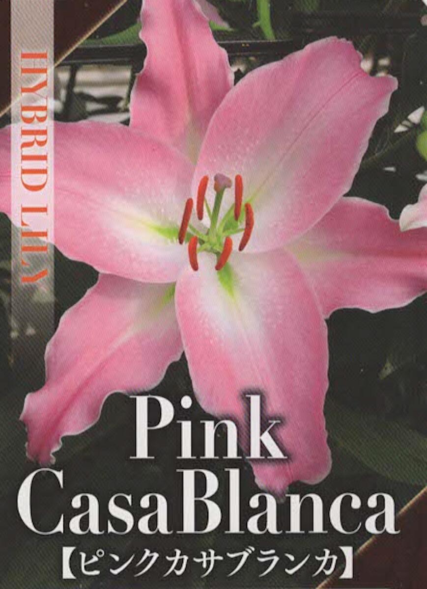 オリエンタルユリ【テーブルダンス】3球入 24～26cmピンクカサブランカ