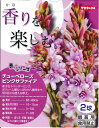 春植え球根　ダリア　秋田セレクション　大輝　1球入り