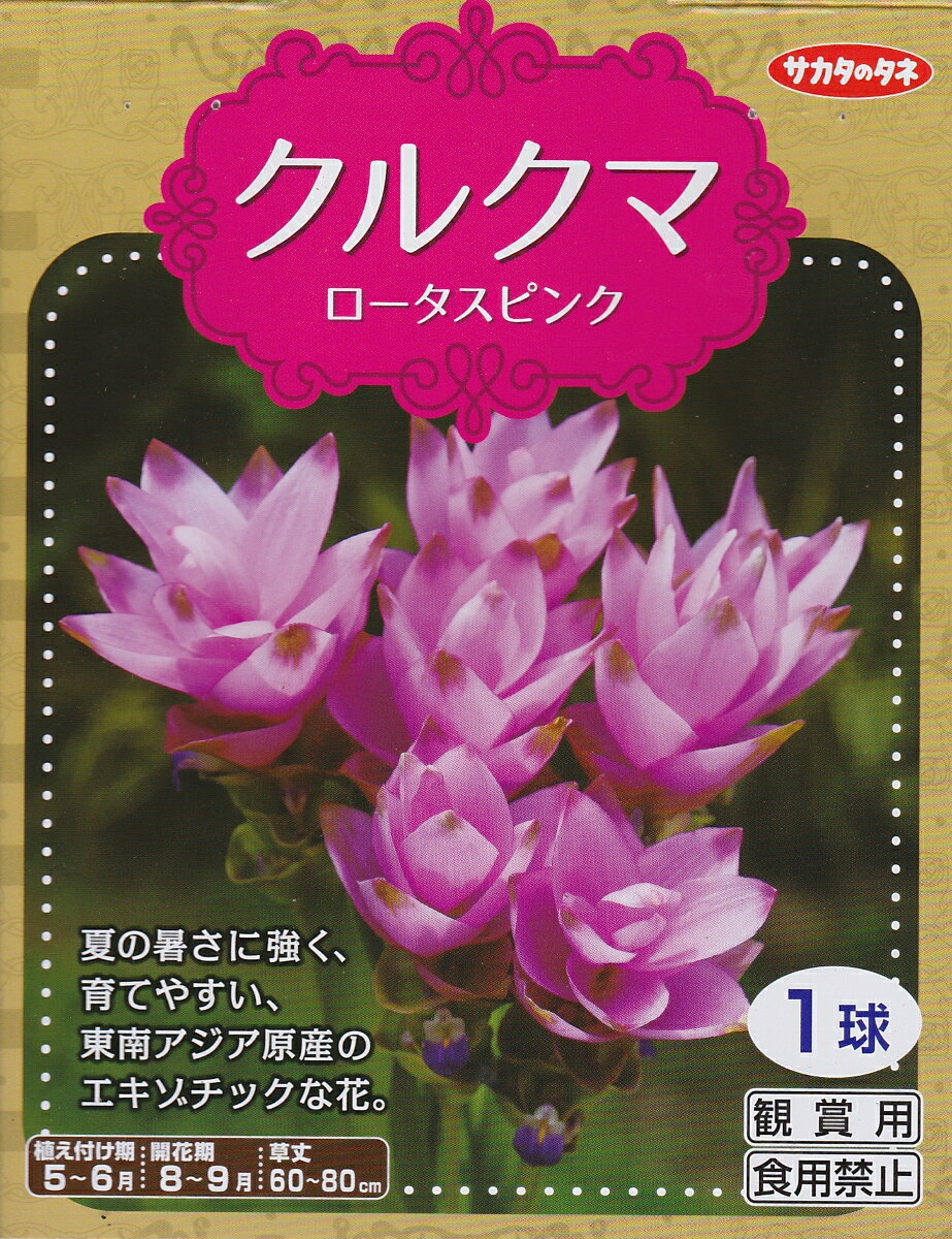 クルクマロータスピンク 1球入【春植球根】サカタのタネ