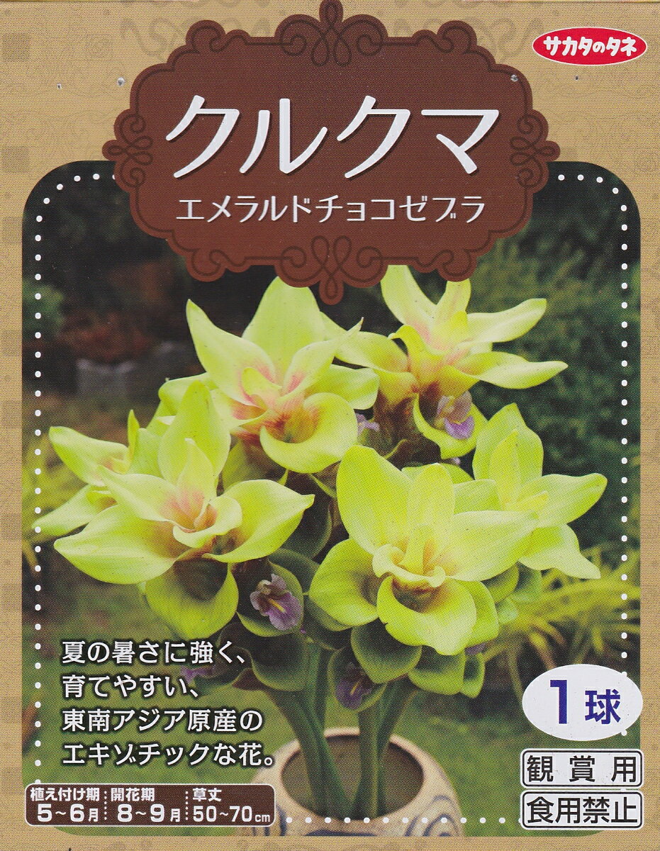 タイ国北部の山林に自生するウコンの仲間で、根茎には芳香があります。 エスニックな上品でハスに似た花を秋から夏にかけて咲かせます。 切花素材としても人気がある花です。 ・科名：ショウガ科 ・草丈：50〜70cm前後 ・性質：非耐寒性根茎 ・生産地…タイ／原産：東南アジア ・植えつけ期…5〜6月／開花期…8〜9月 ・用途…鉢植え 花壇 切花 ・用土…保水性、排水性があり有機質に富んだ土 ◆植える◆ 真夏の強い日光を嫌うので、西日の当たらない場所に植え付けます。 地温の高くなる5〜6月頃に植え付けます。深くよく耕し、堆肥や腐葉土をすきこんで、5〜8cm位の深さに植え付けます。 ◆育てる◆ 地温がある程度高くなるまでなかなか芽が動きません。 植えつけて1ケ月以上動かない場合もあります。 葉が展開し始めたら月に2回程度液体肥料を与えると良いでしょう。 病害虫はほとんどありません。 ◆楽しむ◆ 花のように見える部分は苞と呼ばれ、苞の部分は葉が変形したものです。 肉厚で暑い夏の間でも長期間鑑賞することが出来ます。 ※画像はイメージです。 ※乳幼児、小児の手の届かない所に保管してください。 ※本種は観賞用ですので球根や栽培した植物を食用・飼料用に使用しないで下さい。 球根の肥料はこちらから