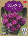 クルクマ紫苑 1球入【春植球根】サカタのタネ