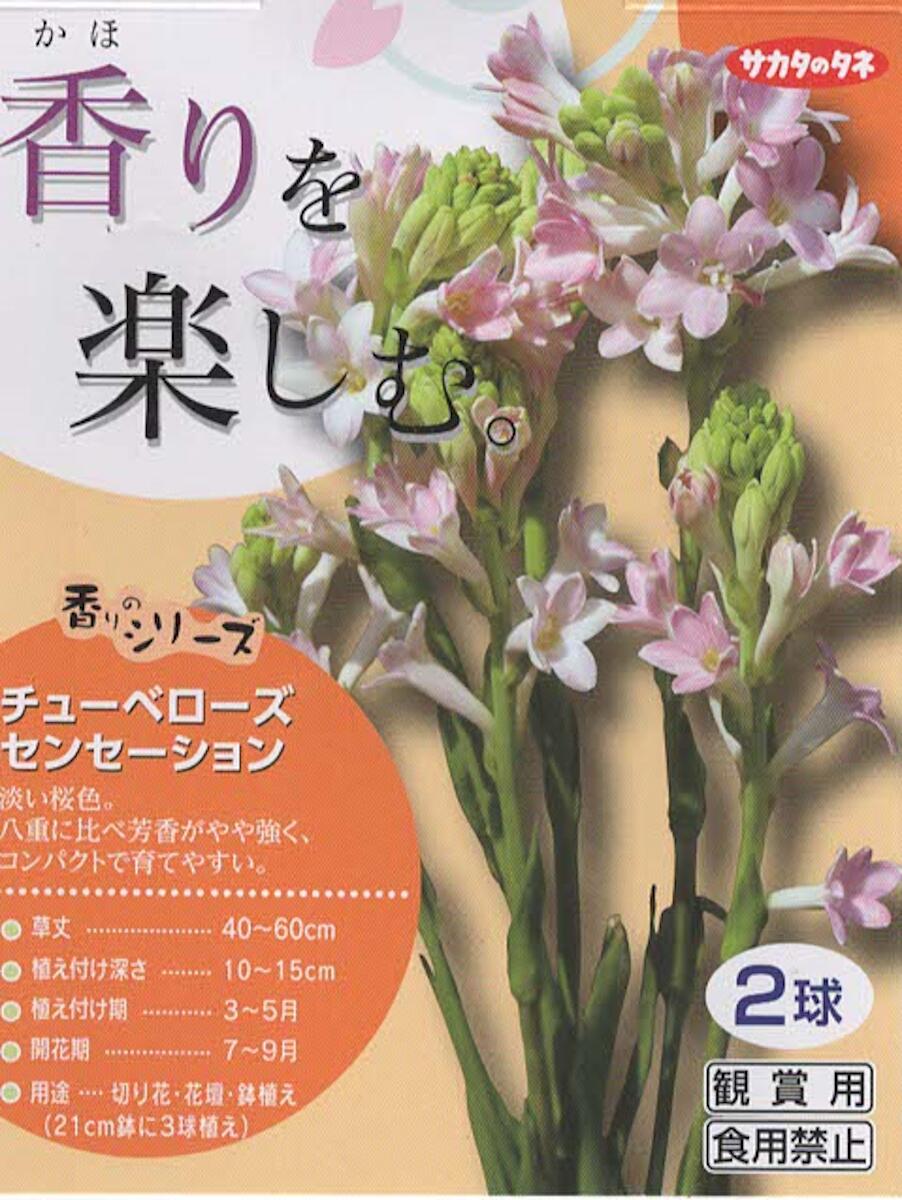 別名「月下香」とも呼ばれ、芳香の花としても有名です。真夏の日ざしがやや弱くなる夕方ごろから強い芳香を放ち、夜になっても香りが続きます。ヨーロッパでは、香水の材料やレイの花として人気があります。 ・科名：リュウゼツラン科 ・草丈：40〜60cm／性質：半耐寒性球茎 ・原産：メキシコまたはアンデス山脈といわれるが、実際は不明 ・植えつけ期…3〜5月／開花期…7〜9月 ・用途…鉢植え 花壇 切花 ・用土…水はけよく有機質に富んだ土 ◆植える◆ 4〜5月ごろ日当りが良く、有機質に富んだよく肥えた土に植え付けます。球根の間隔をやや広めにし、深さ10cm程度に植え付けます。 球根の横から脇芽が出ているようであれば、取り除いて植えるようにします。元肥には緩効性肥料(ゆっくりと長く効く肥料)をしっかりと入れておきます。 ◆育てる◆ 生育旺盛な球根なので、生育期にはよく水やりし、6月下旬〜7月上旬に液肥などを追肥します。花芽が形成されるのに少し時間がかかりますが、真夏から秋にかけて開花します。花後は早めに花茎を残さないように切り取ります。 10月〜11月ごろ、球根を掘り上げ、よく乾かしてから室内で保存します。 ◆楽しむ◆ 夏の夜によく香る花は、切り花に適します。葉が短く、花茎がスッと直立するので、数株まとめて植えるとまとまりがよく、開花時は見事です。 花が傷みやすいので、たくさんついたつぼみが半分くらい開いたら、切り花にして室内に飾ると長く楽しめます。 ※画像はイメージです。 ※乳幼児、小児の手の届かない所に保管してください。 ※本種は観賞用ですので球根や栽培した植物を食用・飼料用に使用しないで下さい。 球根の肥料はこちらから