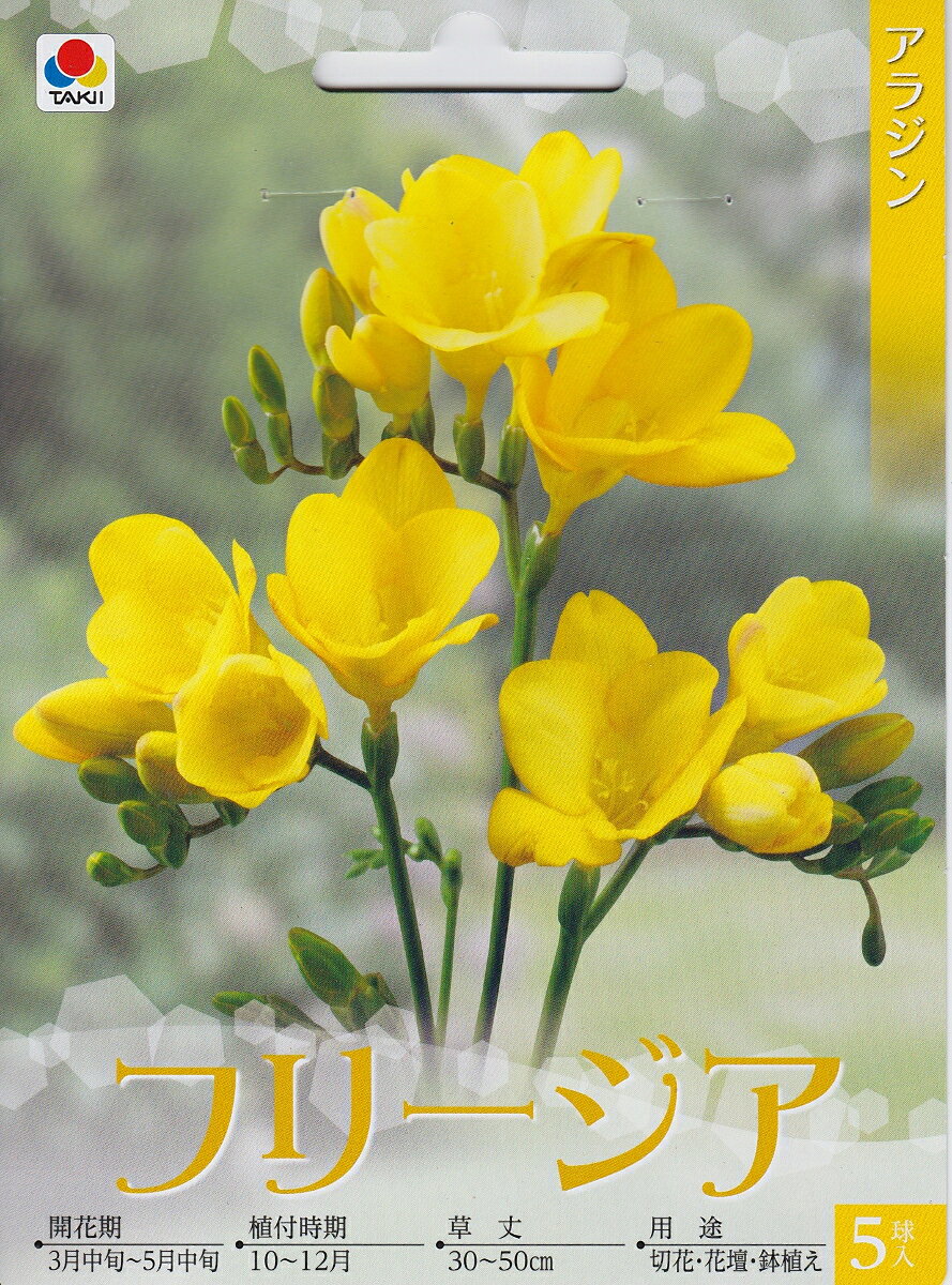 フリージア 【アラジン】 5球 タキイ種苗【秋植え球根】のサムネイル