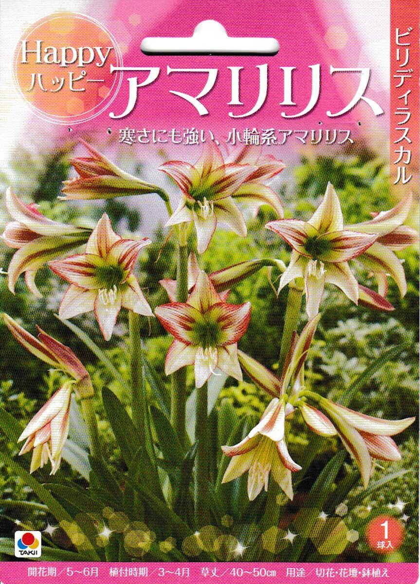 【処分価格】アマリリス 球根【ビリディラスカル】1球 タキイ種苗