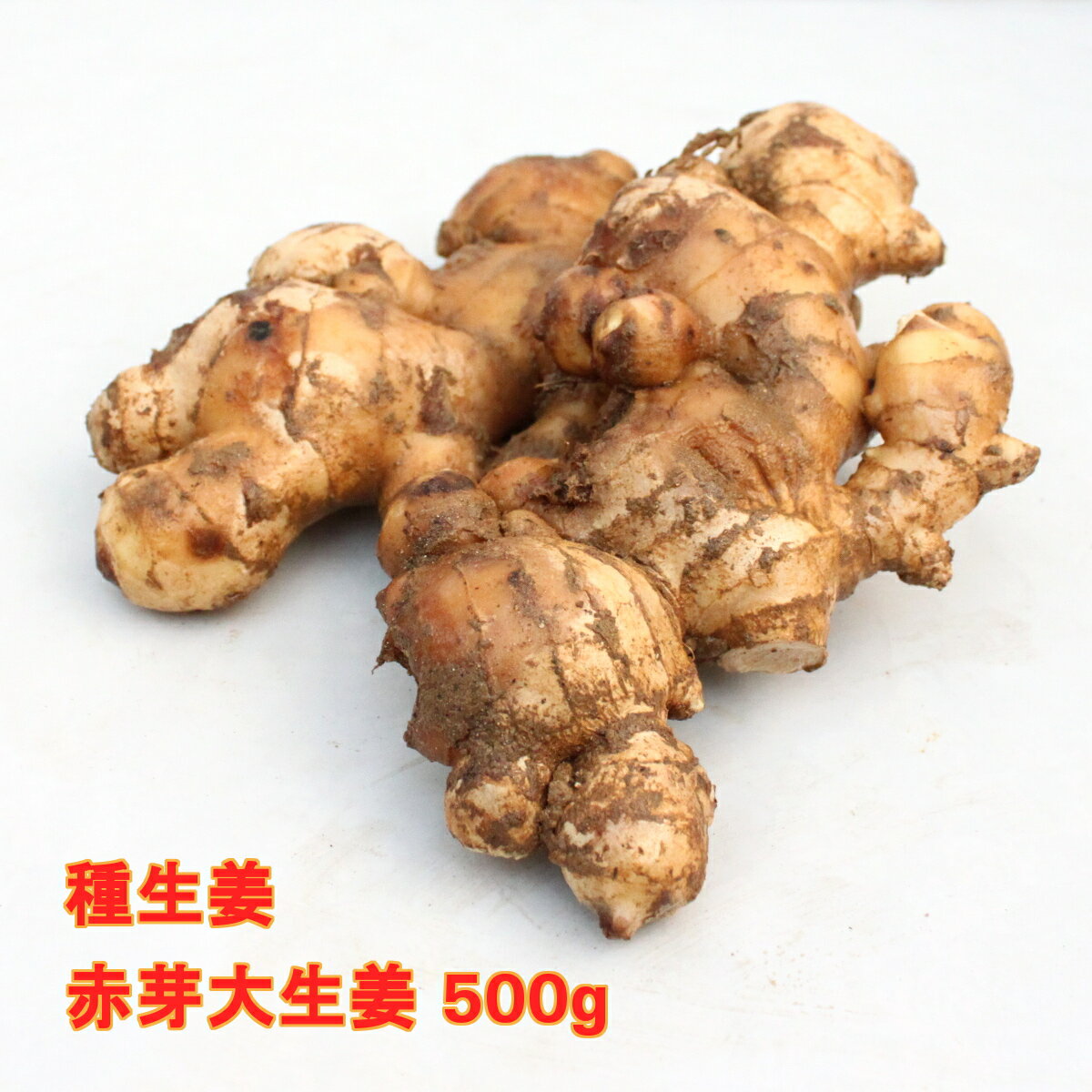 赤芽大生姜 500g(充填時)【種ショウガ】