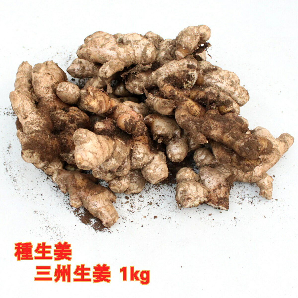 三州生姜 1kg(充填時)【種生姜】