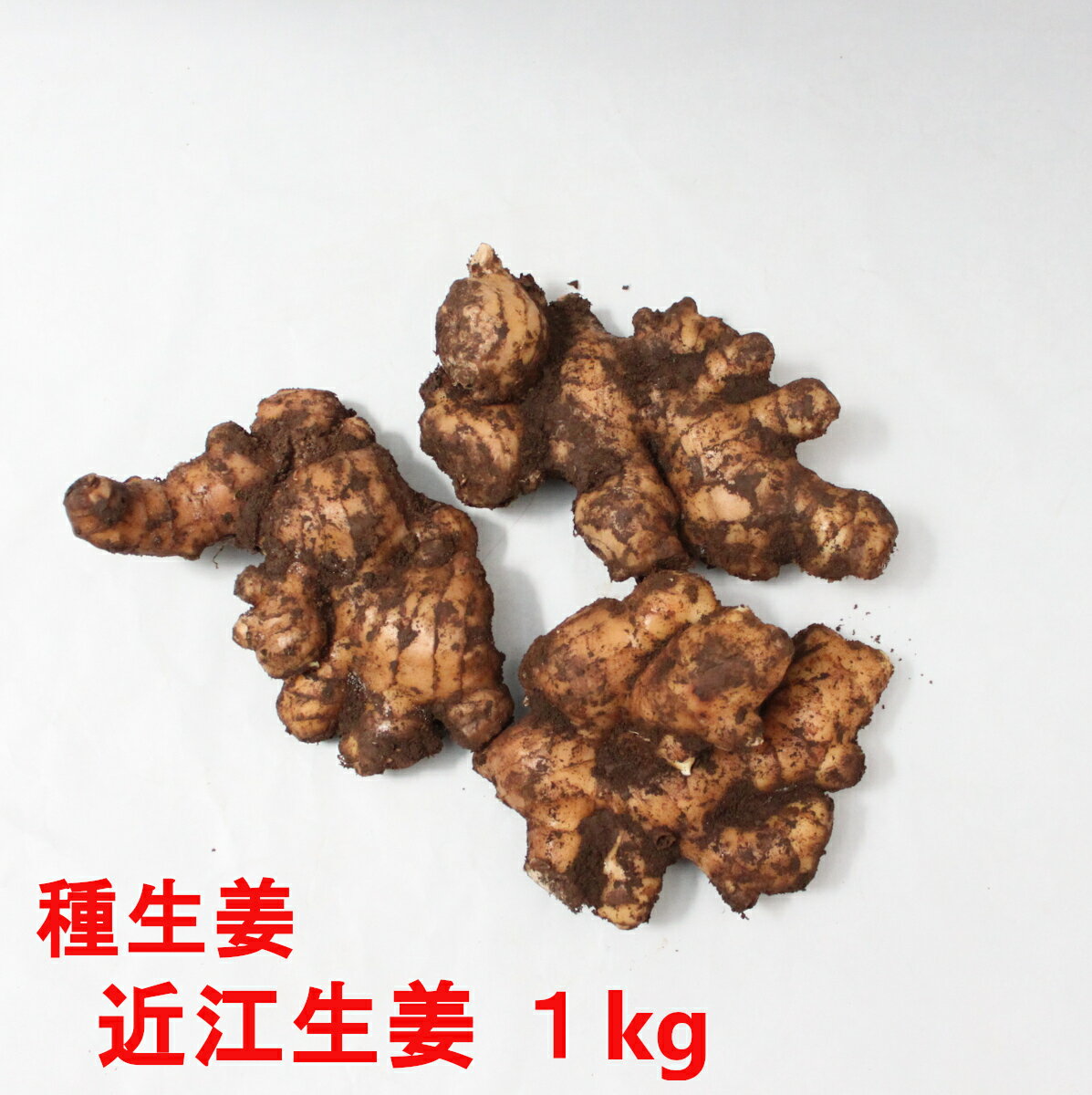 近江生姜 1kg(充填時)【種しょうが】