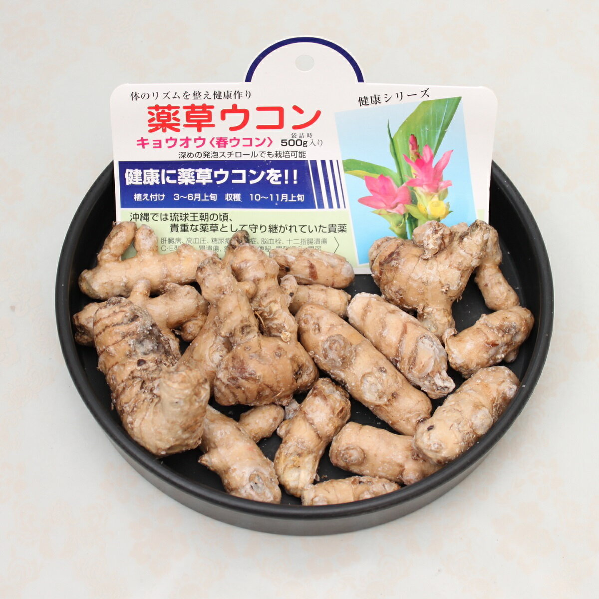 春ウコン(キョウオウ)球根 500g(袋詰時)