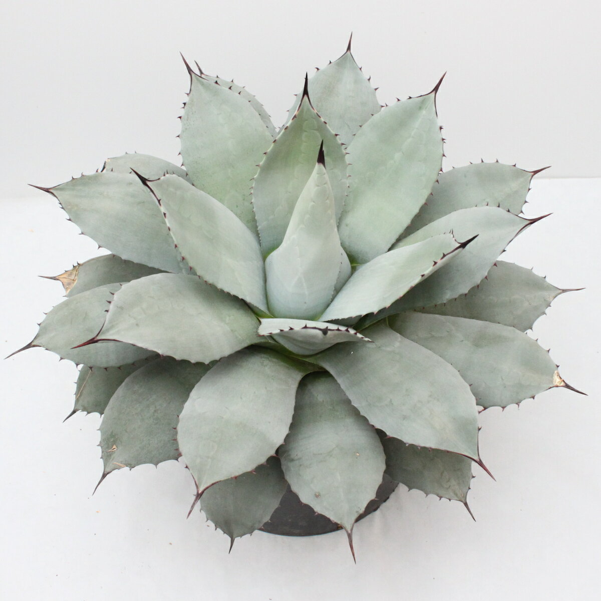 【現品】アガベパリー特大株