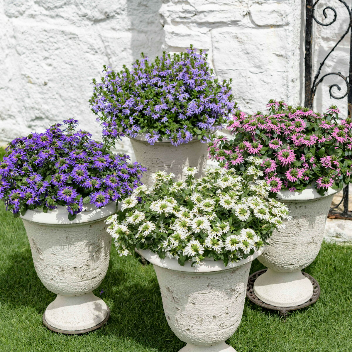 【サントリー】サンク・エール3.5号ポットのサムネイル