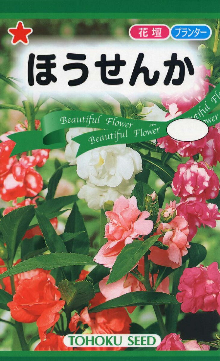 【種子】ほうせんかトーホクのたねのサムネイル