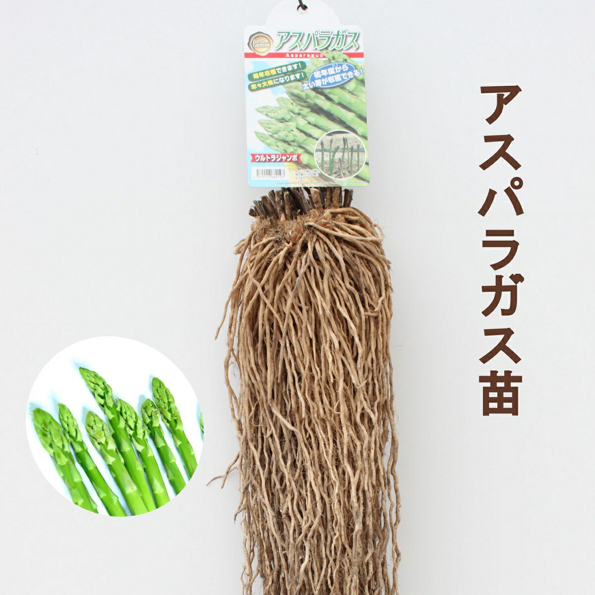 アスパラガス苗 立派な根株ウルトラジャンボ 特大株栽培説明書付