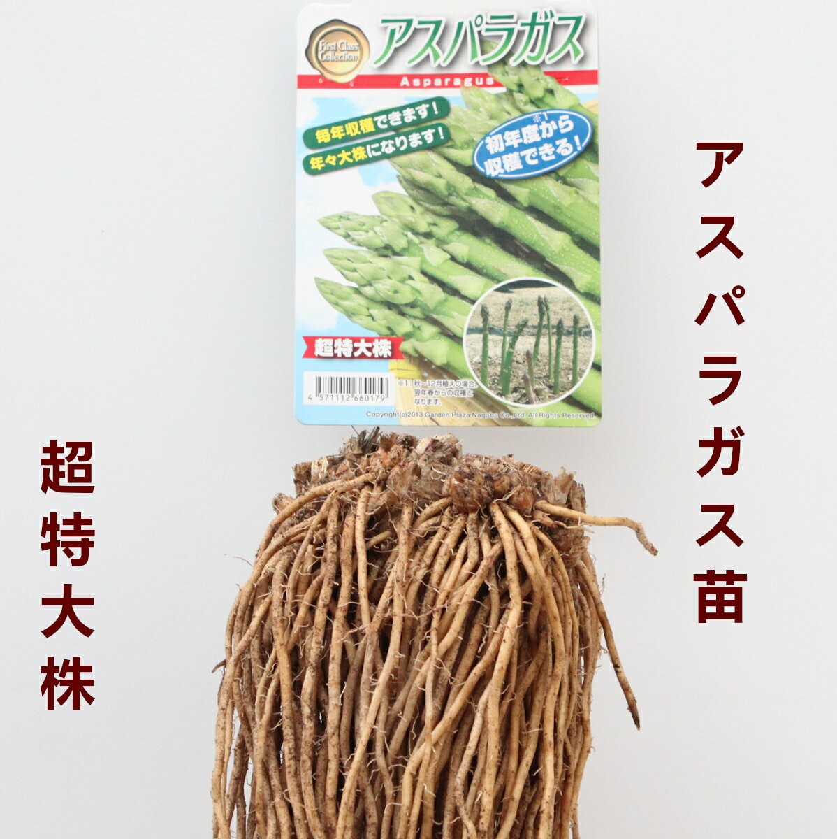 アスパラガス苗 超特大株 1株 おいしいアスパラ栽培説明書付