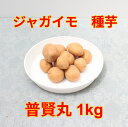 ジャガイモ 種芋普賢丸 1kg サイズ混合 (充填時)