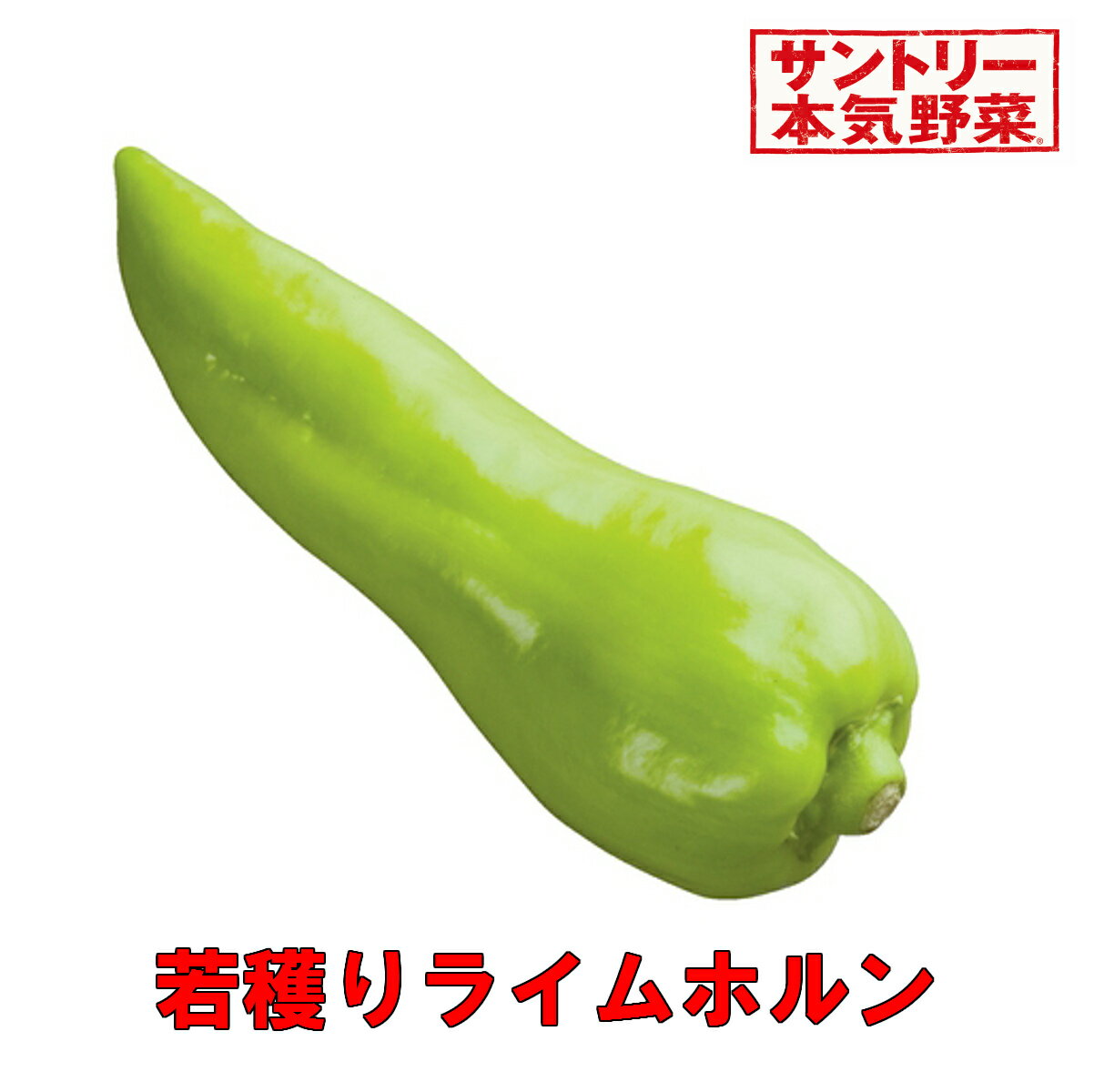 若穫りライムホルン 【サントリー本気野菜】3号サイズ 1ポット