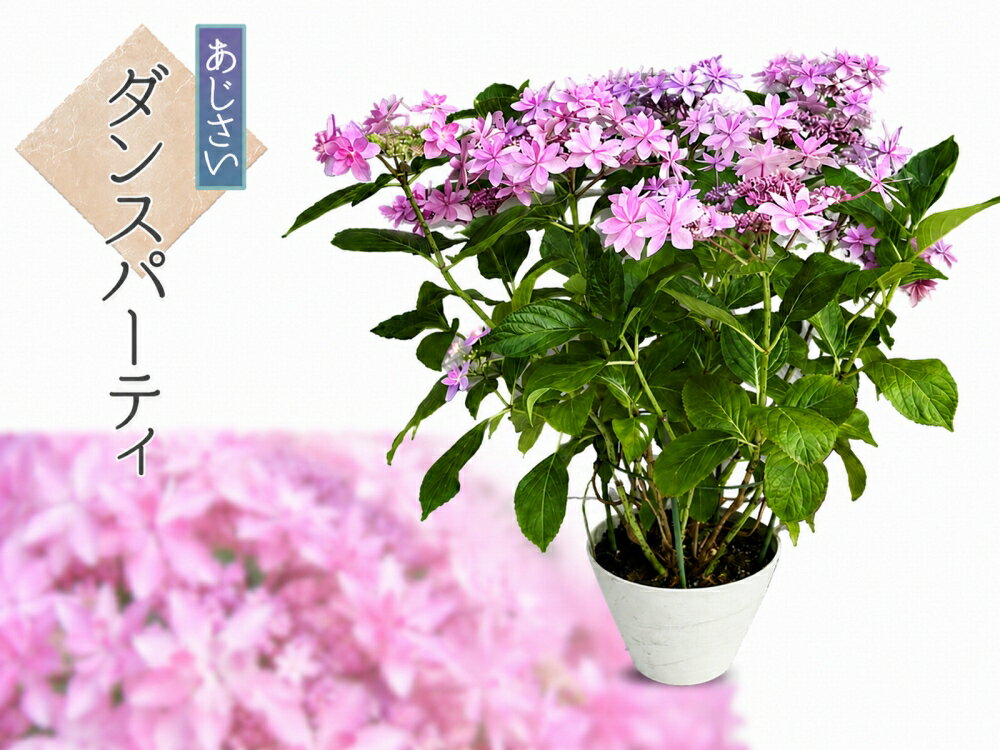 楽天市場】あじさい 鉢植え 7号の通販
