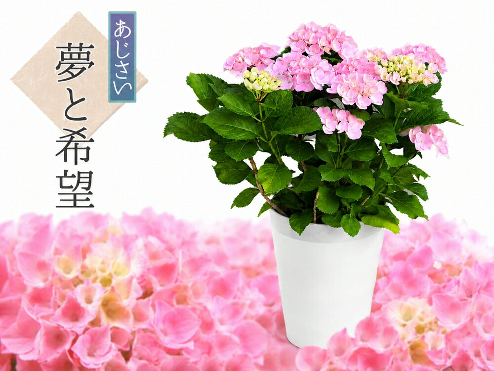 楽天市場】あじさい 鉢植え 7号の通販