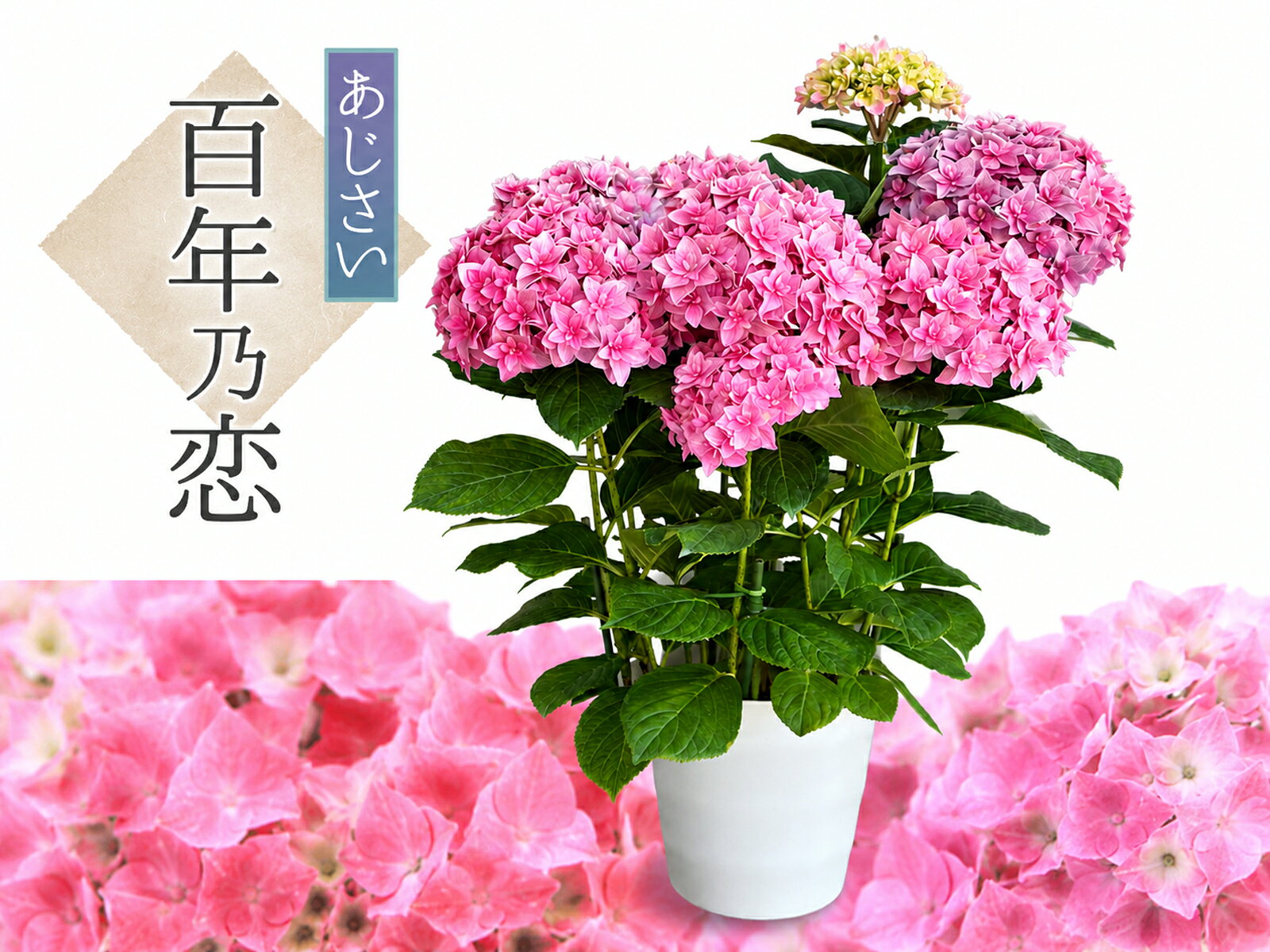 楽天市場】あじさい 鉢植え 7号の通販