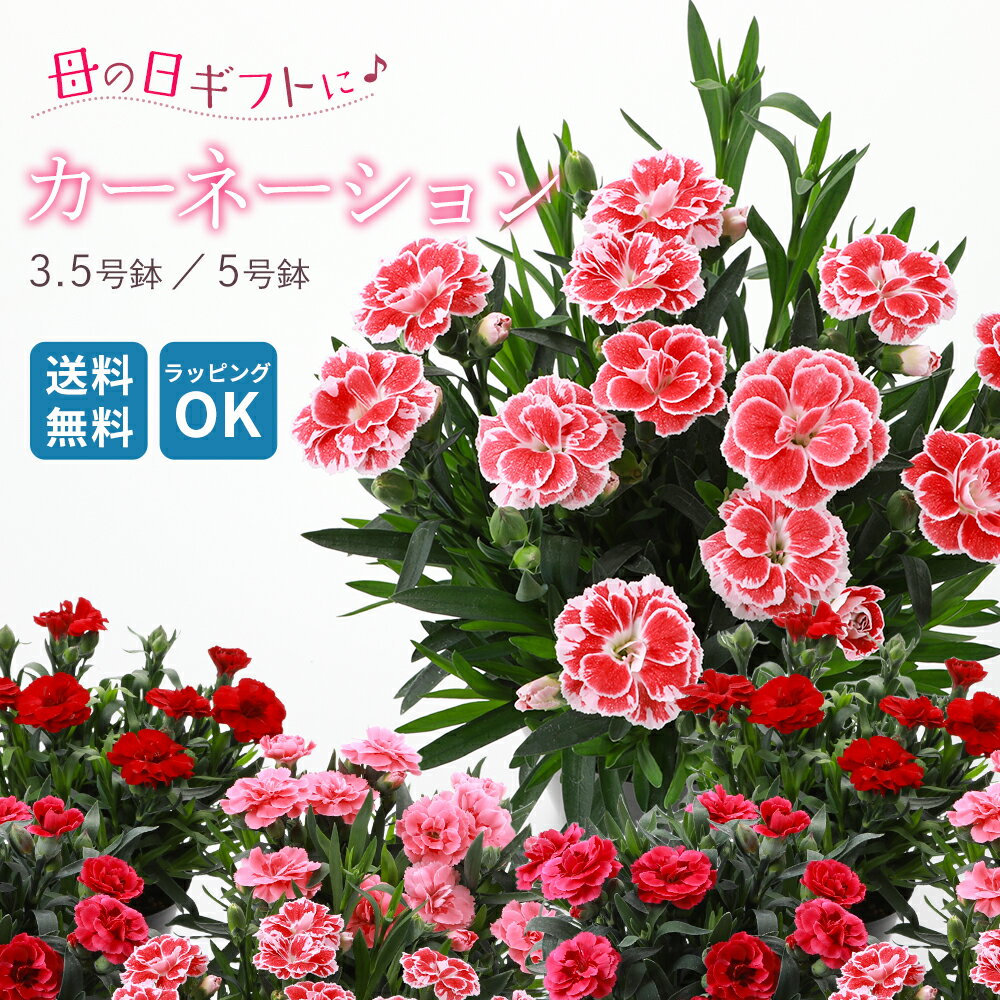 楽天市場】カーネーション 苗(サイズ(植木鉢)~ 3号)の通販 楽天市場】カーネーション 苗(サイズ(植木鉢)~ 3号)の通販