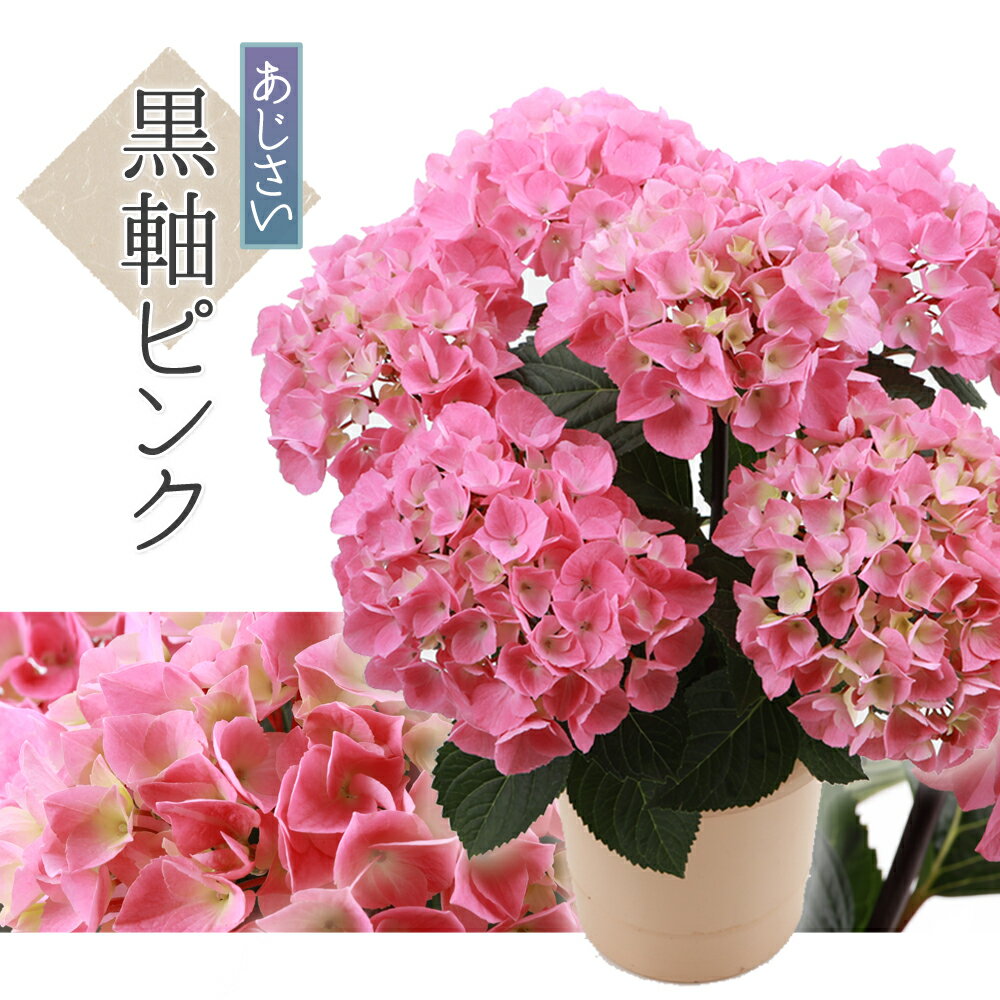 Rakuten - 黒軸ピンク 送料無料 生産直送 あじさい 鉢植え 5号鉢サイズ　fw-4A プレゼント 観賞用 フラワーギフト アジサイ 紫陽花