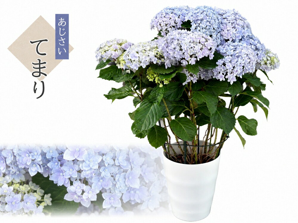 楽天市場】あじさい 鉢植え 7号の通販