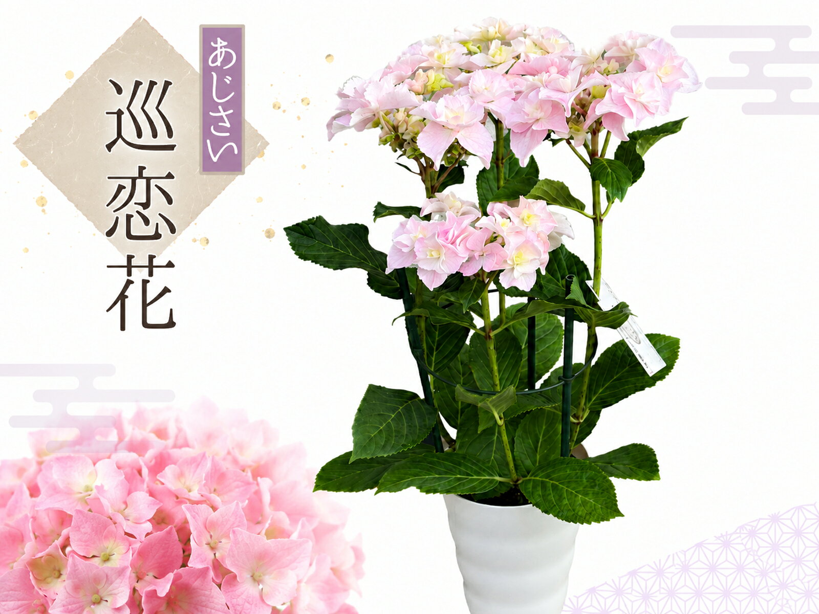 Blue, Purple - 巡恋花 送料無料 生産直送 あじさい 鉢植え 4号鉢サイズ　fw-4m プレゼント 観賞用 フラワーギフト アジサイ 紫陽花