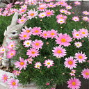 マーガレット　さくらべーる　10.5cmポット　かわいい　おすすめマーガレット　季節の花　育てやすい花　3月に植える花　4月に植える花　人気の花　人気のマーガレット　送料無料